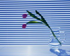 Tapeta Nature Flowers 208.jpg